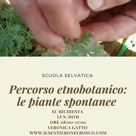 Il Sentiero Nel Bosco