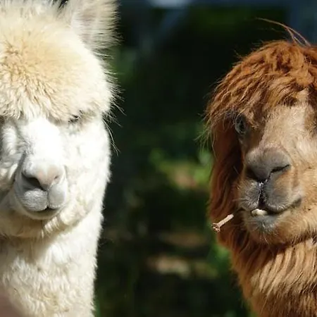 Bed and breakfast Il Sentiero Nel Bosco