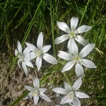 Il Sentiero Nel Bosco Alojamento de Acomodação e Pequeno-almoço Foligno