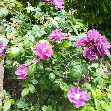 Il Sentiero Nel Bosco