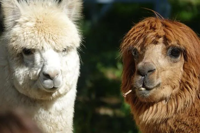 Bed and breakfast Il Sentiero Nel Bosco